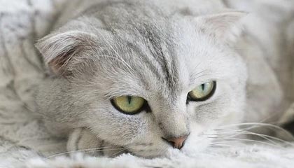 2025年独立游戏大奖颁奖典礼观看指南及完整提名名单