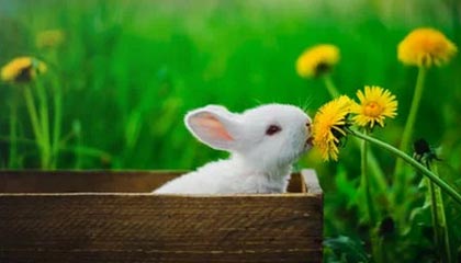 2025年独立游戏大奖颁奖典礼观看指南及完整提名名单